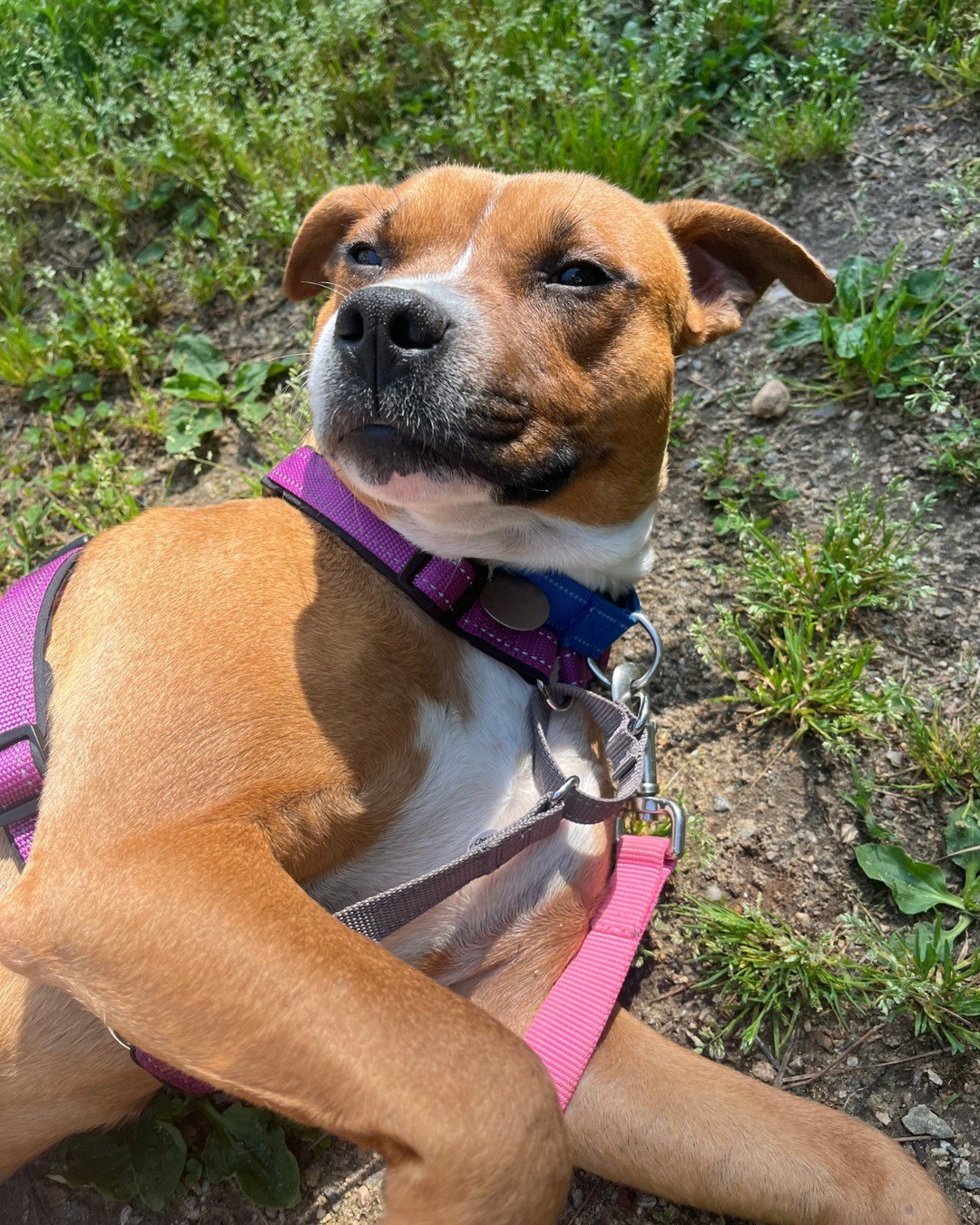 Rachel wanted to remind you all that our Weekend of Love Mother's Day Adoption Special starts today!

Now through Sunday we are lowering our adoption fee for adult cats and dogs to $12.

Stop by to find your new furry friend and welcome love into you