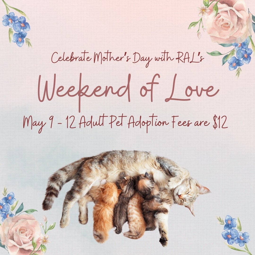 There's just 2 days left in our Weekend of Love Mother's Day Adoption Special.

Stop in today or tomorrow between 12 - 4 pm and welcome love into your home with a new fur baby! Adoption fees for adult pets are lowered to $12 through Sunday.

#richmon