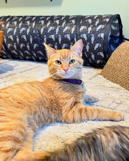 Happy Foster Friday!

Say hello to Zinnie, our handsome ginger boy who's ready to steal your heart! This loyal and cuddly sweetheart isn't shy about letting you know he's around&mdash;and he's always ready for some pets and belly rubs! 

Looking for 