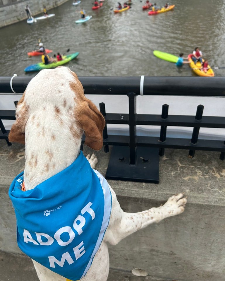 Pluto had an awesome time watching kayakers at @riverrockrva yesterday.

If you're heading out to the festivities today, be sure to come see us. We'll be set up a the @subaru_usa tent. We may even have some special cheesy treats for any puppers who s