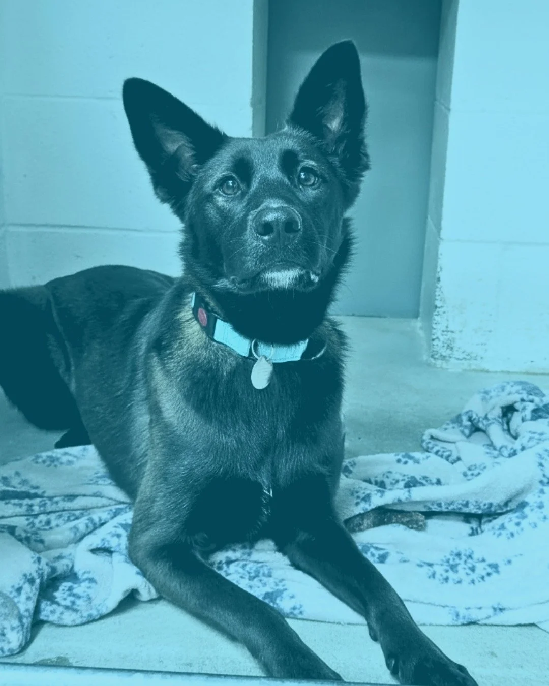 ✨ Some love stories start with a sparkle. ✨
Twilight&rsquo;s does, too.

She&rsquo;s a sweetheart with a flair for the dramatic and a serious love of affection. That shiny coat? Yeah, that&rsquo;s the fur of your new best friend, Bella.

At Rescue Ro