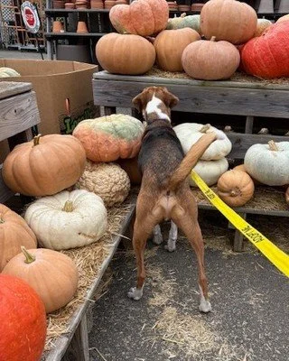 👻 Gourd vibes only. 🎃

Brooks had a blast picking out the perfect pumpkin and taking in all the sights and smells of fall! 🍂 He&rsquo;s a laid-back boy who loves a good snuggle, but don&rsquo;t let that calm demeanor fool you &mdash; he&rsquo;s al
