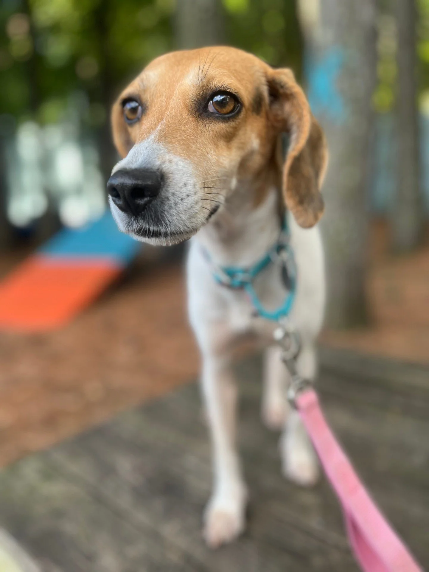 🩸&ldquo;Sookeh!&rdquo;🩸

No, not that Sookie. But she is just as enchanting.

This two-year-old hound dog isn&rsquo;t a waitress at Merlotte&rsquo;s and she doesn&rsquo;t read minds (as far as we know) &mdash; but she will steal your heart if you g