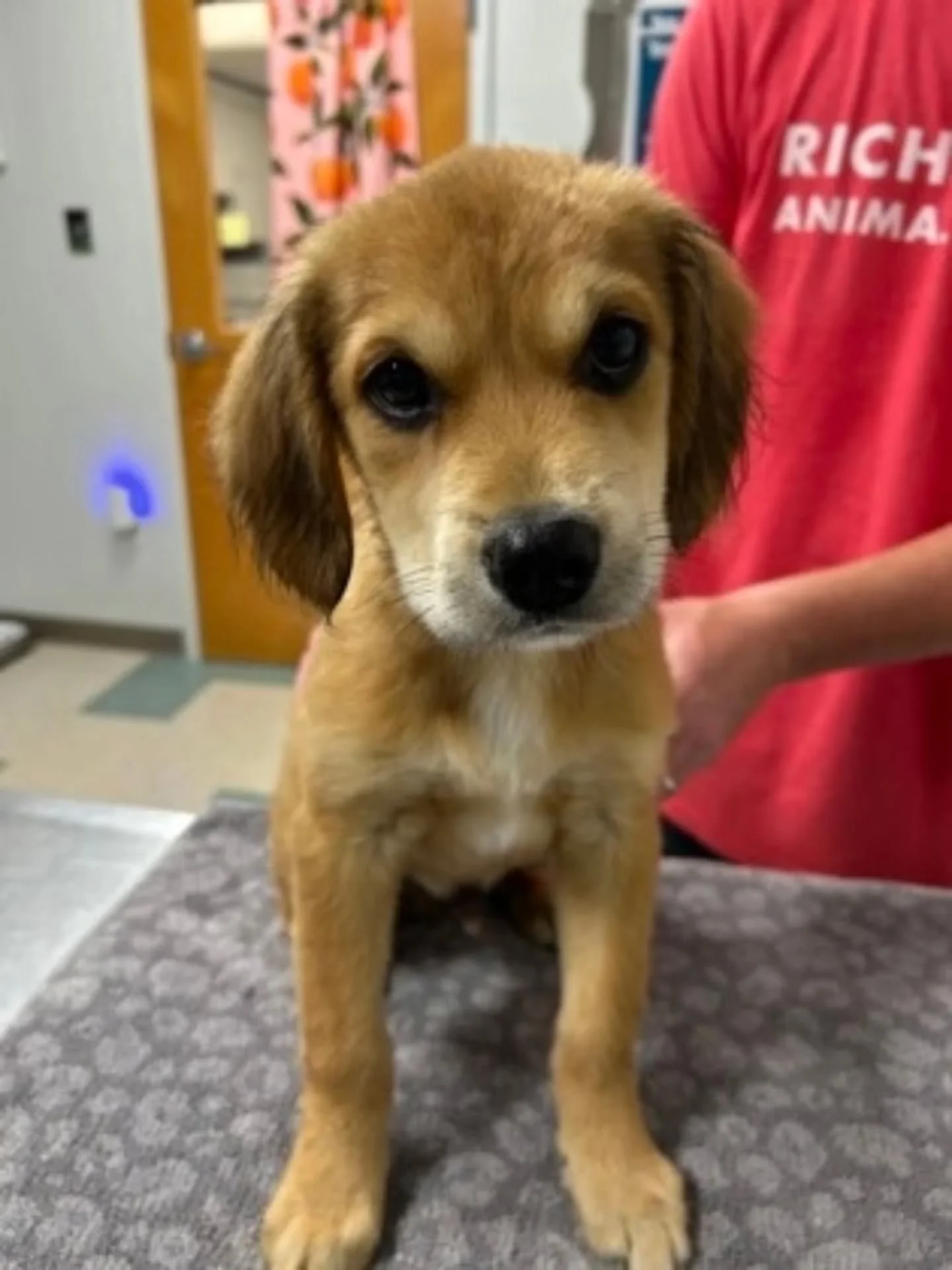 🎃 Scary Good Puppy Alert 🎃
These little gremlins are all under 6 months old, which means their adoption fees are 50% off through Sunday, October 19 as part of our Scary Good Adoption Special!

Whether you're into spicy lil hot dogs, salty fries, or