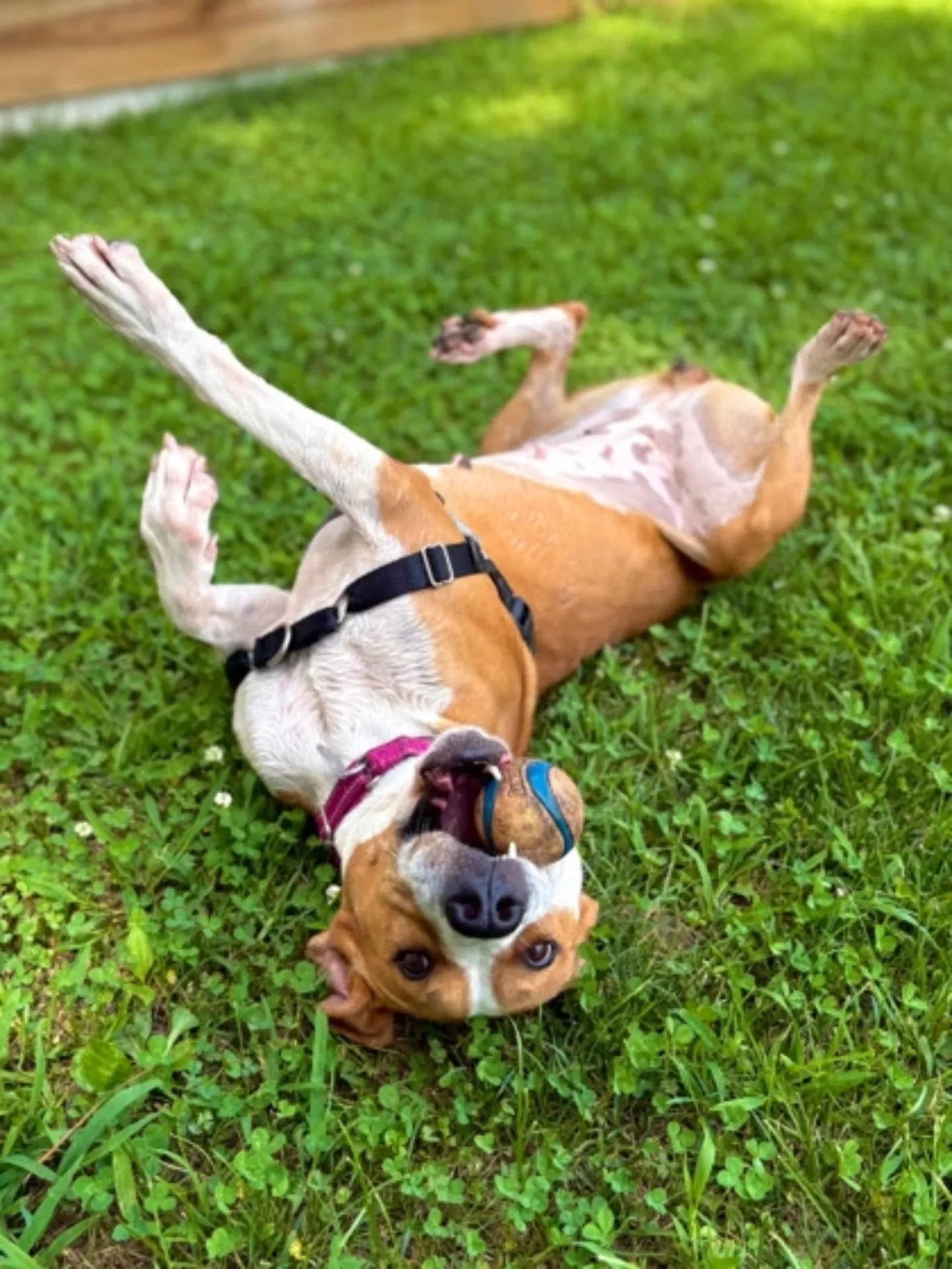 🎃 Scary Good Dogs, Fee Waived Adoptions! 🎃

These beautiful dogs are waiting at Richmond Animal League for someone to fall in love &mdash; and right now, you can take one home for zero dollars.

As part of our Scary Good Adoption Special, adoption 