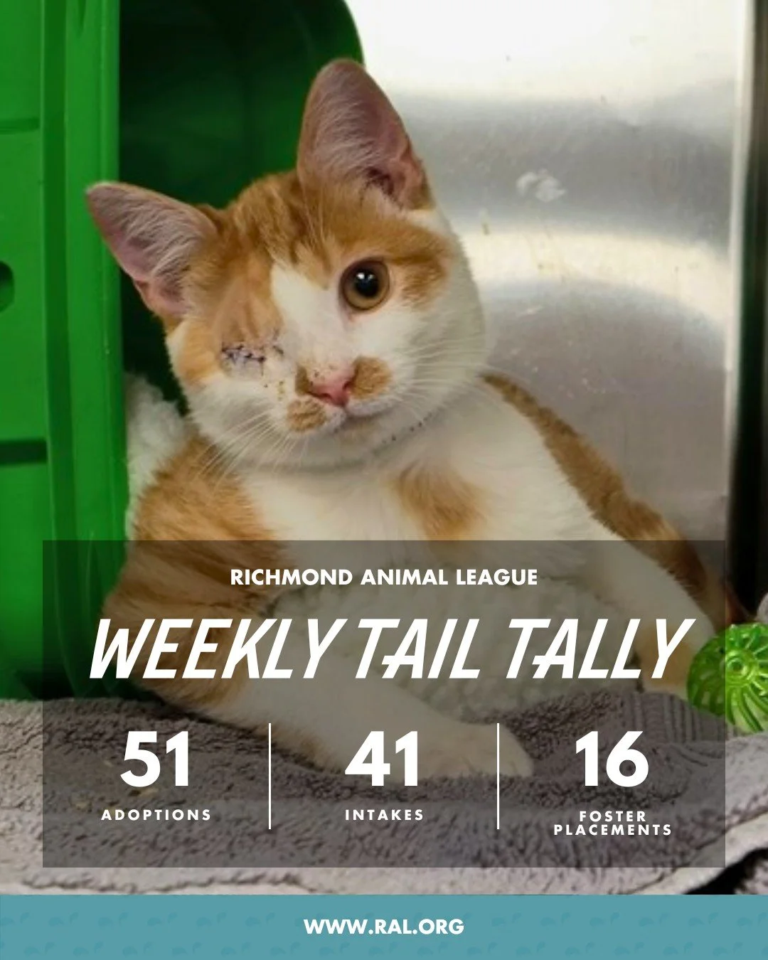 It&rsquo;s Weekly Tail Tally Time!
Here&rsquo;s how last week shaped up at RAL:

🏠 51 pets found loving homes
&bull; 28 cats
&bull; 23 dogs

🐾 41 new pets welcomed at RAL
&bull; 35 cats
&bull; 6 dogs

🏘️ 16 pets went to foster homes
&bull; 8 cats
