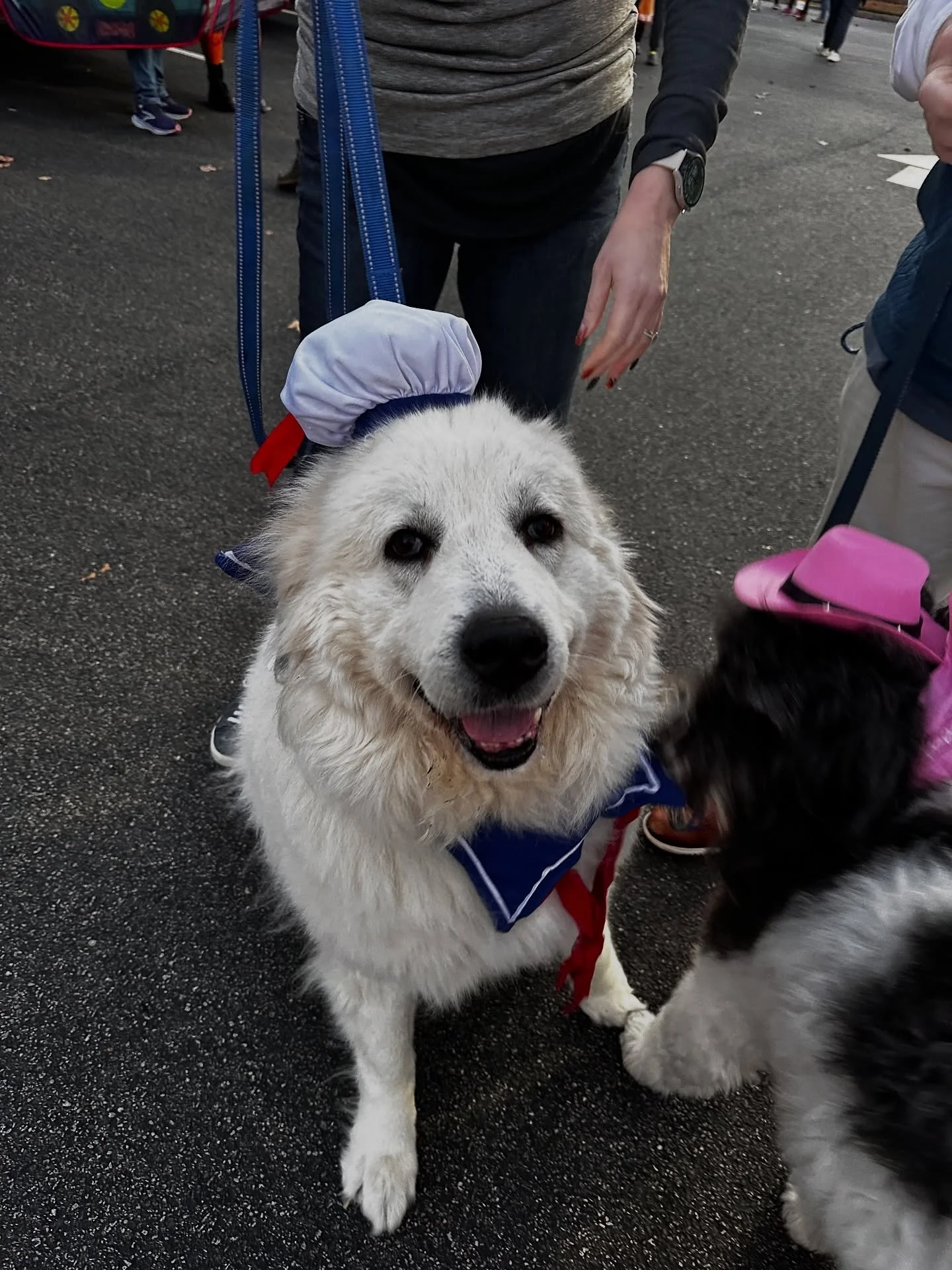 Our dog mascot, Kaia, and her sister Annika are here to tell you Trunk or Treat has begun! 😍

We&rsquo;ll be out here until 7:30 in the parking lot of our clinic building, located at 801 Branchwag Rd. 

Happy Halloween!! 🎃