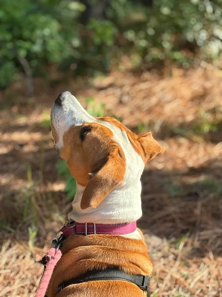 🎃 AMELIA 🎃
certified good ghoul &amp; pumpkin spice enthusiast

💋 Obsessed with kisses
🎾 Chases tennis balls like they insulted her
🌧️ Down for a hike or a snuggle, depending on the weather
🧠 Brainiac-level food puzzle solver
💦 Baby pool champ