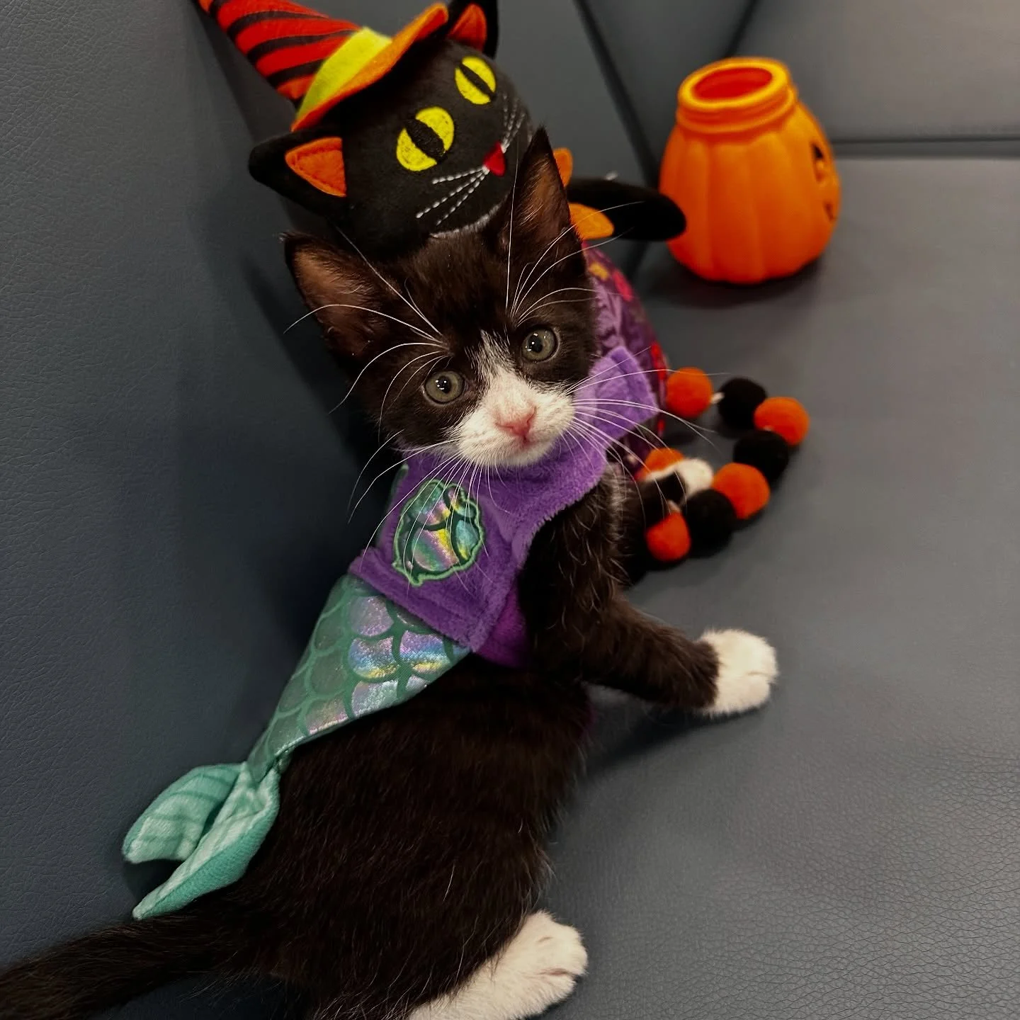 Grave Digger wants to remind you that Trunk or Treat is happening TONIGHT from 6:00-7:30 PM! 👻🍬🎃

Join us in the parking lot of our clinic building, located at 801 Branchway Road. 

@happyplace_mobilepizza will be here so you can get your dinner f