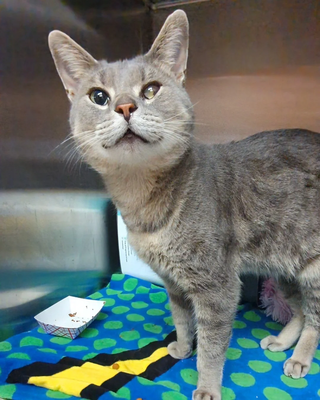 Sushi is ready to roll into your life.

This sweet guy is all about slow pets, soft head bumps, and soaking up every bit of affection he can get. He also has one special eye that gives him a unique little look, and it doesn&rsquo;t bother him at all.