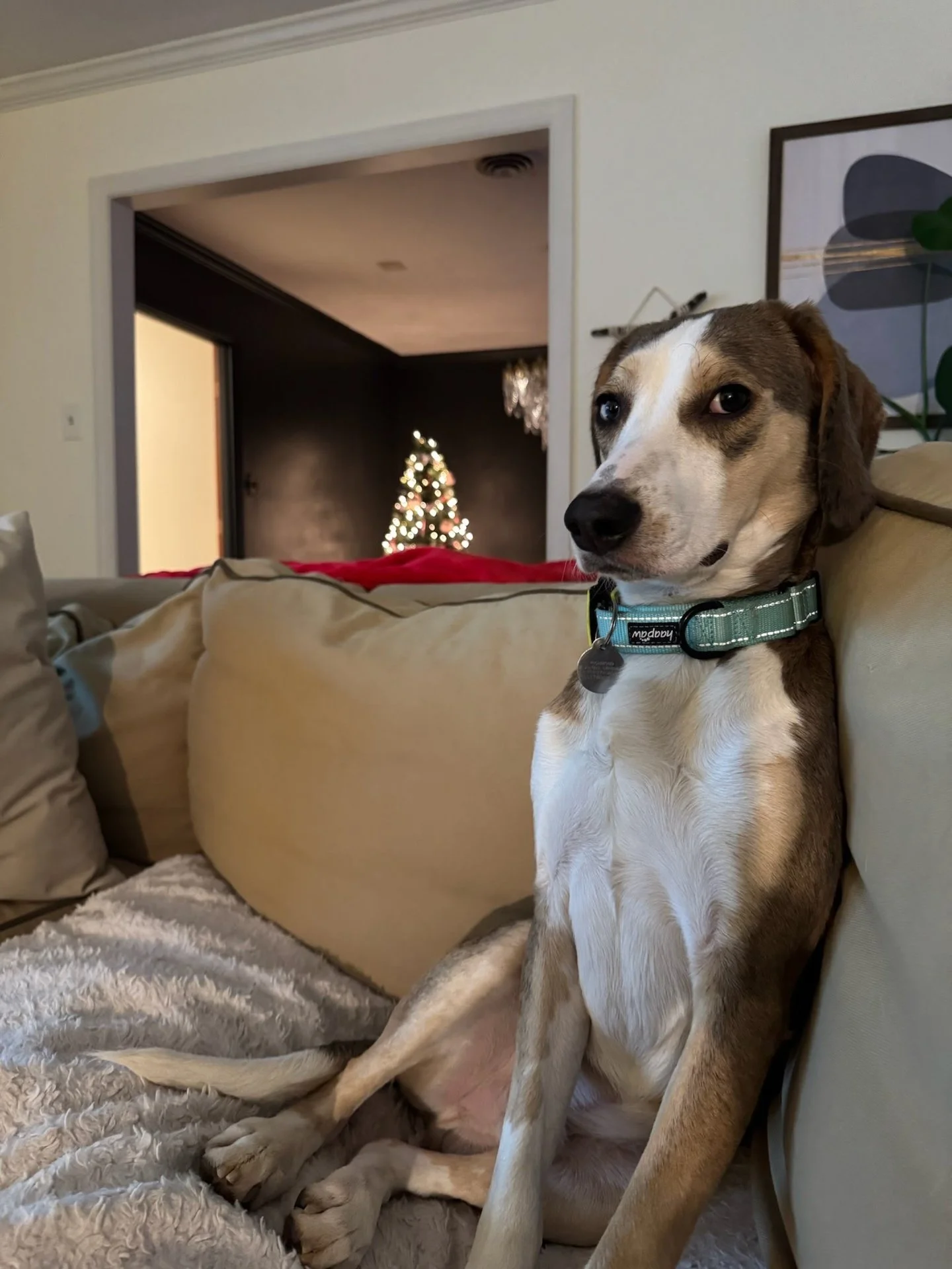 Hi, My name is Clay. If I had to use 2 words to describe me, I would say goofy and loving. I love to give hugs when you get home from a long day at work and I will hug you for as long as you want. Hugs are the best! I don&rsquo;t hug on the first dat