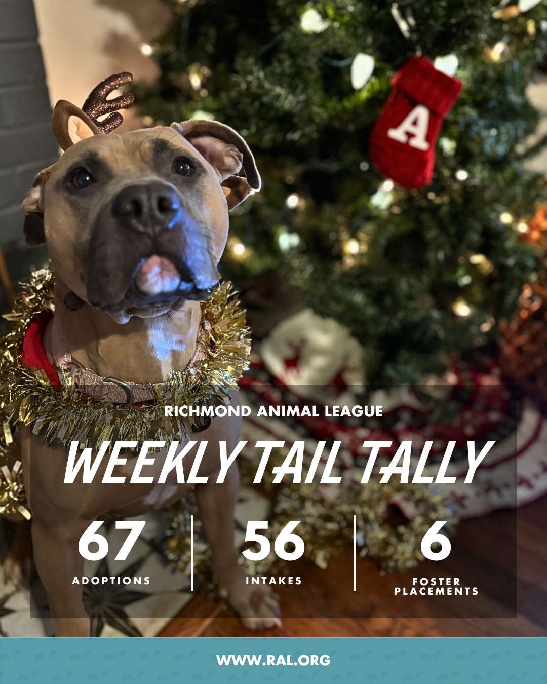 It&rsquo;s Weekly Tail Tally Time!
Another whirlwind week at RAL &mdash; here&rsquo;s how things unfolded, and then exploded, once Operation Silent Night kicked off!

🏠 67 pets found loving homes
&bull; 34 cats
&bull; 33 dogs
(And 51 of those adopti