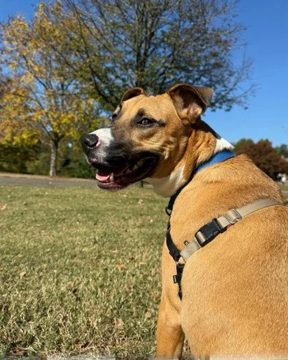 🐾💛 Meet Burbank!

This energetic, lovable guy is all about playtime, snuggles, and good vibes. Burbank is the perfect mix of goofy and sweet, always ready for a game of tug-of-war and working hard on mastering fetch. Once he&rsquo;s gotten his wigg