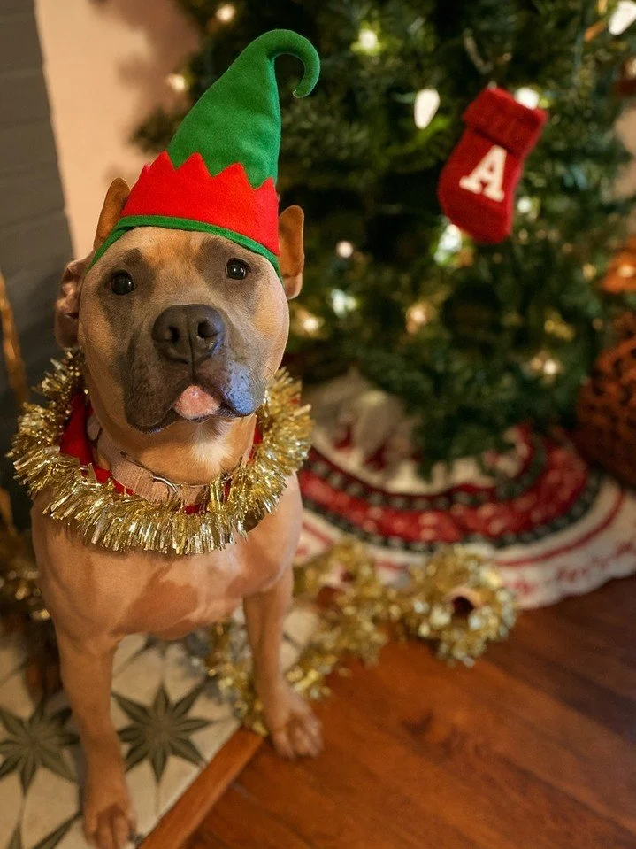 Our girl Audrey has got RANGE. She can be an 
🧝 Elf
🎄 Christmas Tree
🦌 Reindeer

But her best role is Good Girl. She'd love to be your good girl if you adopt her. 

If you&rsquo;re looking for a gal who&rsquo;ll light up your holiday card and your