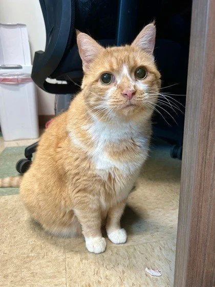 Mozzarella is a distinguished gentleman of a cat &mdash; round in all the right ways, confident in who he is, and known for pressing his tiny toes together like he&rsquo;s evaluating a priceless masterpiece. He may be an older fellow who can&rsquo;t 