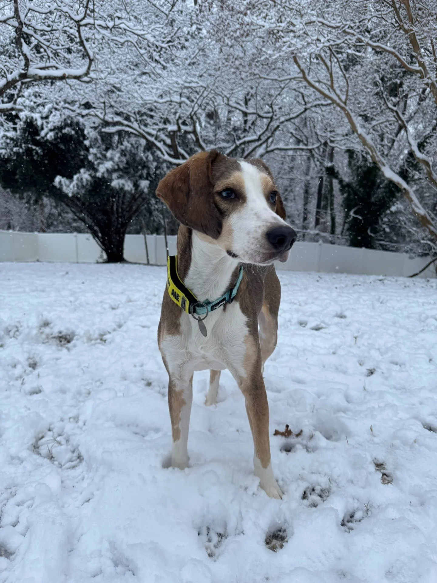 ❄️ Weather Update from RAL ❄️

With the wintery weather rolling in, we&rsquo;re closing up a bit early to keep everyone safe.

🐾 RAL&rsquo;s shelter will close at 2pm today (12/8).
🐾 The Loving Spay+Neuter Clinic is also closing early, and today&rs