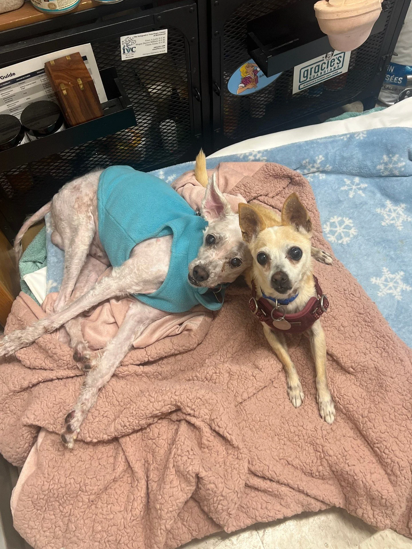 🐾✨ Eggnog &amp; Jack Frost are two small senior dogs who have formed a quiet, comforting bond with each other, and they&rsquo;re looking for a home where they can spend their golden years side by side.

They move through the day as a little team, fi