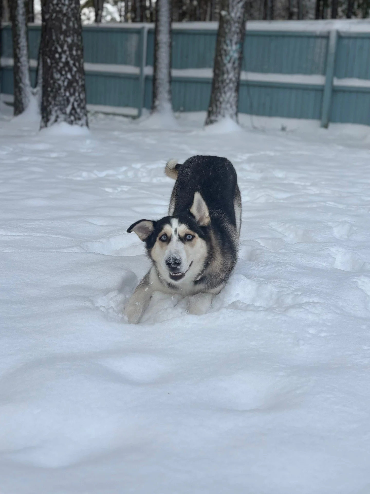 🐾❄️ Winter says it best&hellip; snow days are for playtime, and we&rsquo;re still here for snuggles and meet-and-greets!

RAL is open today from 1 to 6 pm, and Operation Silent Night continues with all adoption fees just $10. If you choose to stop b