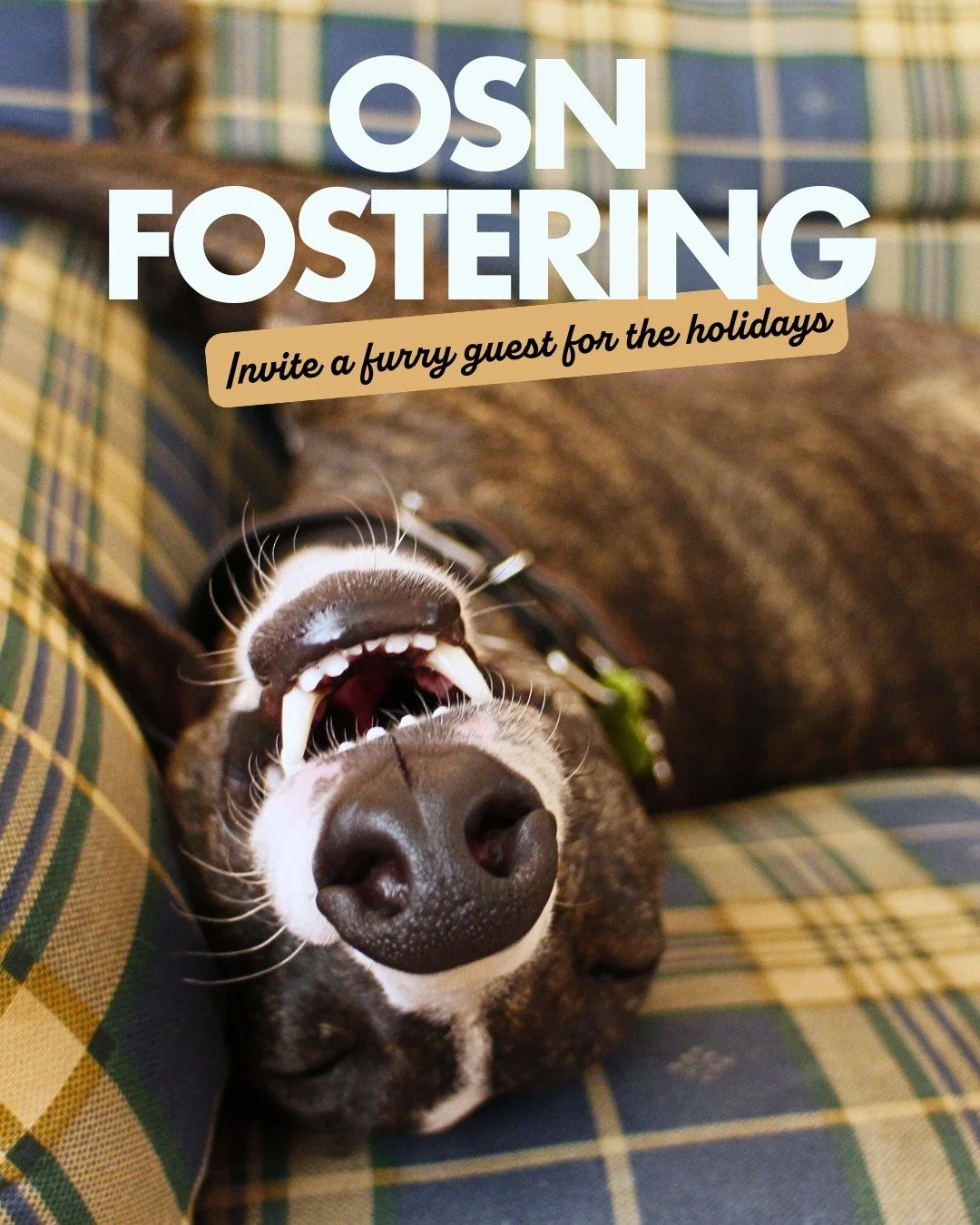 🐾✨ Not traveling for the holidays and suddenly realizing your guest room is&hellip; empty? We can fix that.

This year, skip the awkward small talk with distant relatives and host someone who actually likes your cooking. We&rsquo;re looking for holi