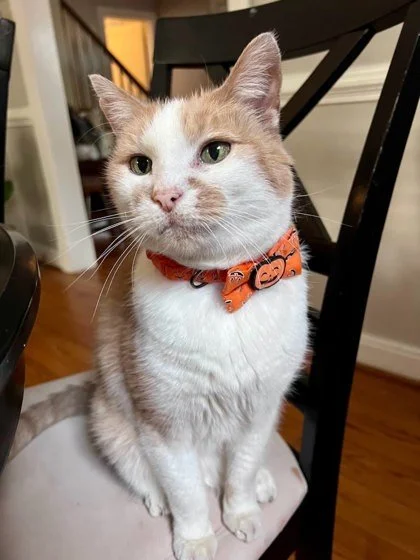 🐾 Foster Friday: Leopold 🧡

Meet Leopold, or Leo if you&rsquo;re on a first-name basis. This handsome 8-year-old orange and white gentleman is pure charm. He&rsquo;s affectionate, easygoing, and loves to follow his people from room to room, offerin