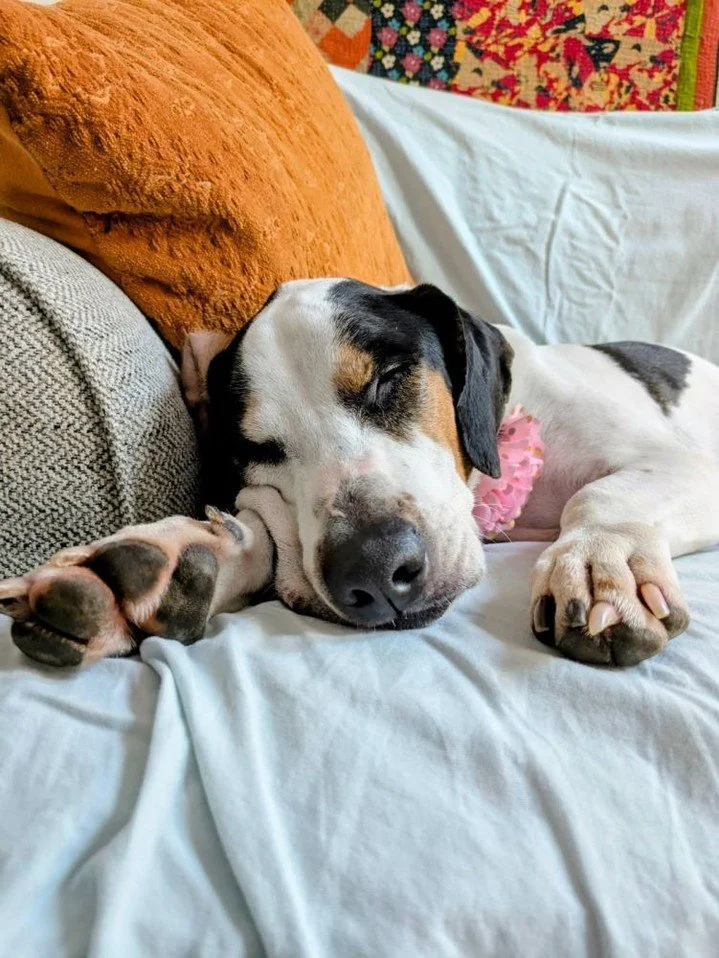 🐾 Foster Friday: Maggie Moo 🐮✨

Meet Maggie Moo, professional lovebug and full-time affection enthusiast. If you have hands, she would like them on her head immediately. Big people, little people, couch people, standing people. Maggie Moo loves you