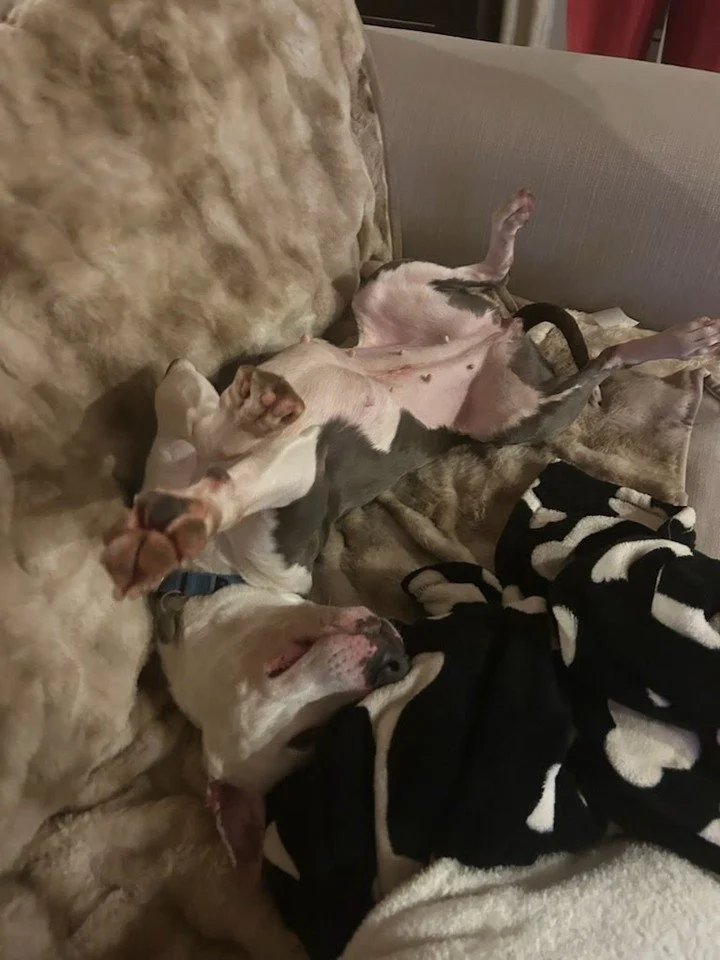 Foster Friday with Cheer 🧡

If Olympic-level snuggling were a thing, Cheer would already have a medal. This girl has napping in strange positions down to a science, complete with upside-down snoozes, dramatic flip-flops, and bonus tummy access at al