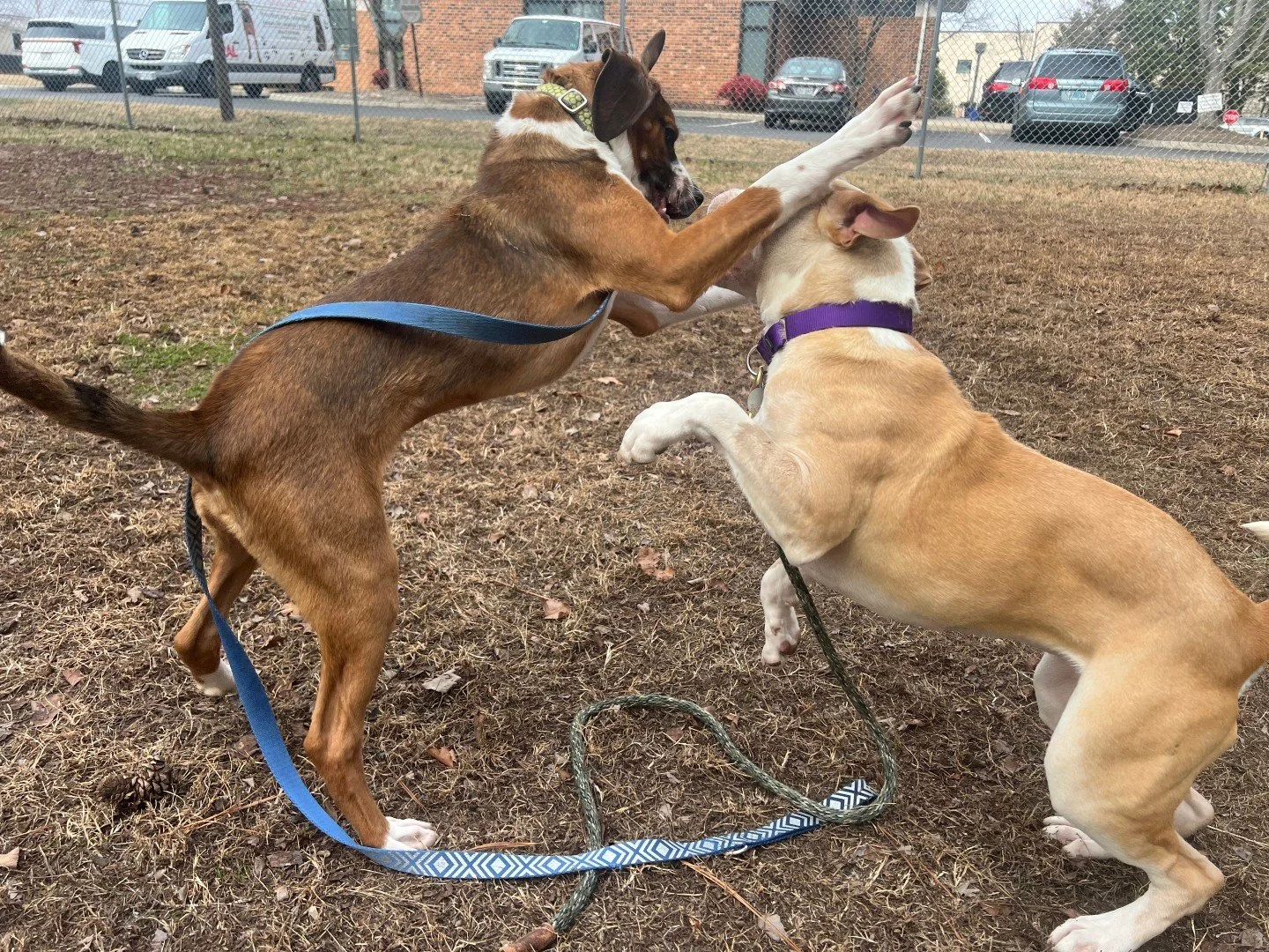 Of course, the best part of playgroups is watching dogs have fun together and learning more about who they are around other pups.
But let&rsquo;s be honest. The other best part is the absolutely hilarious photos we get every single time.

If you&rsqu