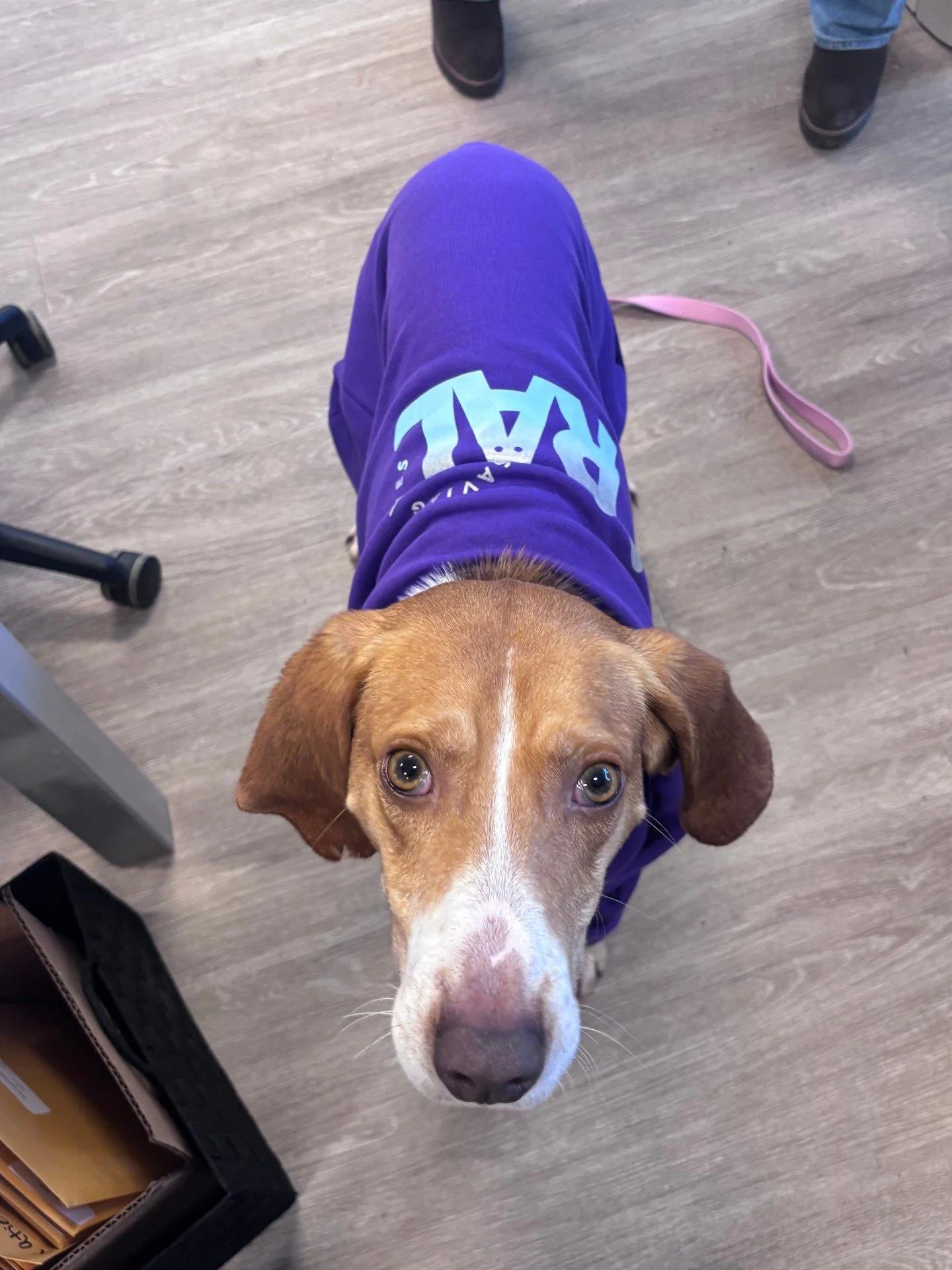 We asked Earl to review the new RAL sweatshirts.
His feedback:
✔️ Very soft
✔️ Excellent for standing dramatically
✔️ Would wear again

Earl is available for adoption, and the sweatshirts are available now&mdash;every purchase helps pets just like hi