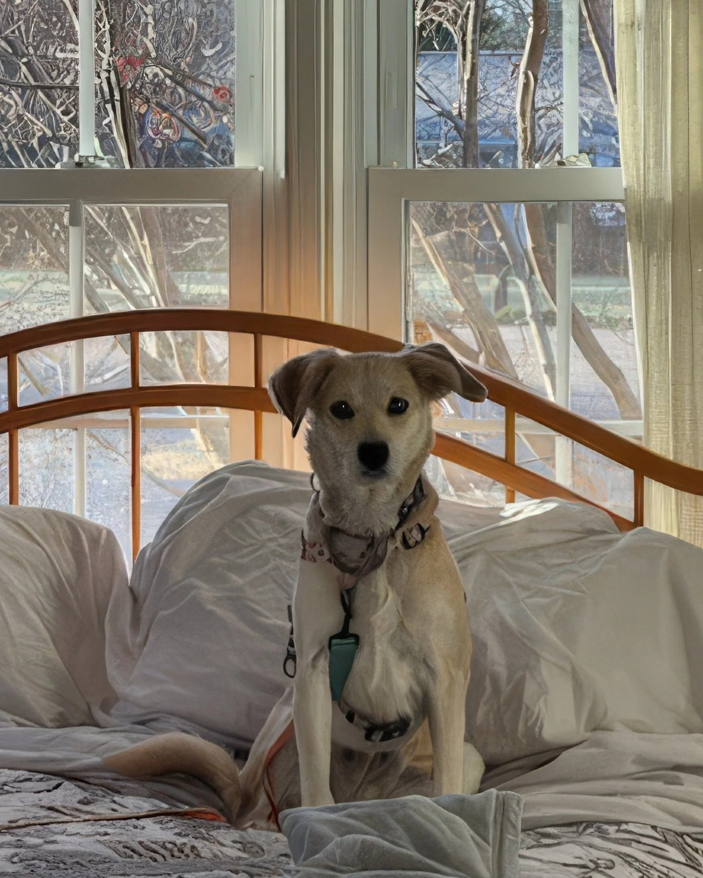 Meet Goldie 🧡
She&rsquo;s a sweet, thoughtful girl who&rsquo;s taking her time learning that the world and the people in it can be kind.

Goldie is currently thriving in a foster home, where she&rsquo;s been doing an amazing job with house training 