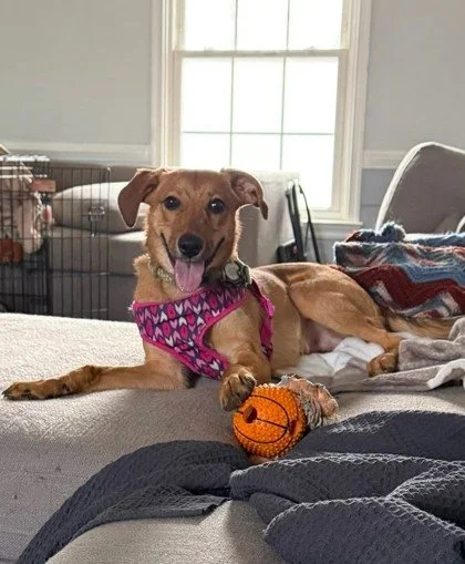 Meet Acorn 🧡
A gentle, shy pup with the softest heart.

Acorn is still learning that the world can be a safe place. New people can feel a little scary, but with a dog buddy by his side, he finds his courage. He loves snuggling up with his foster dog