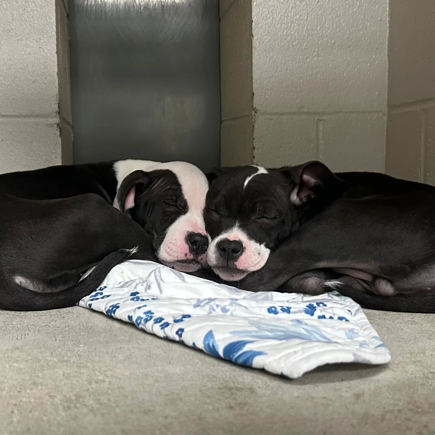 Hex Girl &amp; Scooby are dreaming of you coming to adopt them today.

They'll be all rested and ready to meet you when you come to RAL between 12 - 4pm ❤️