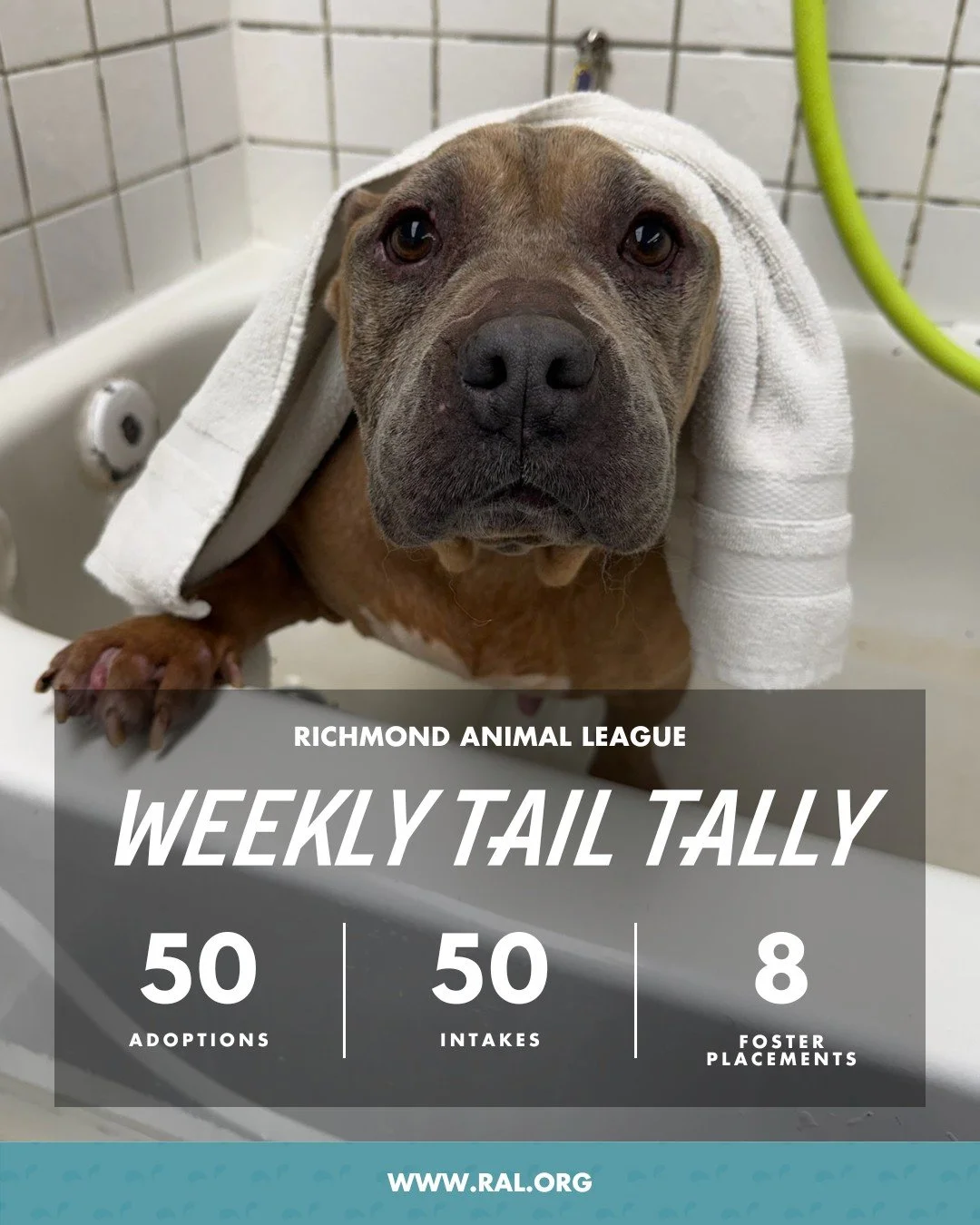 It&rsquo;s Weekly Tail Tally Time!
Here&rsquo;s how last week shaped up at RAL:

🏠 50 pets found loving homes
&bull; 26 dogs
&bull; 24 cats

🐾 50 new pets welcomed at RAL
&bull; 28 cats
&bull; 22 dogs

🏘️ 8 foster placements
&bull; 3 cats
&bull; 5