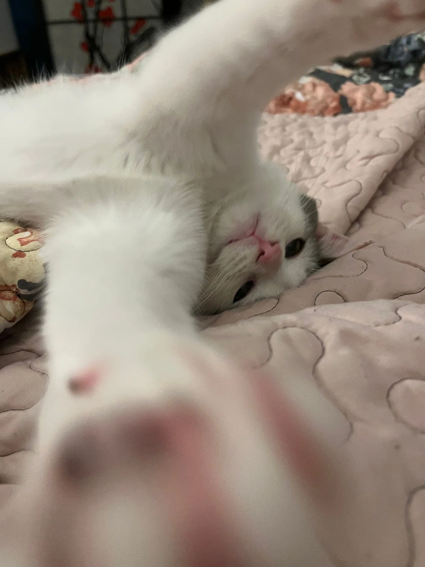 Foster kitten Wyrmling wants to give everyone a B I G hug on this chilly Monday. 

Do you want to experience this level of cute on the regular (with some potentially gross moments also thrown in because, you know, balance or something), then consider