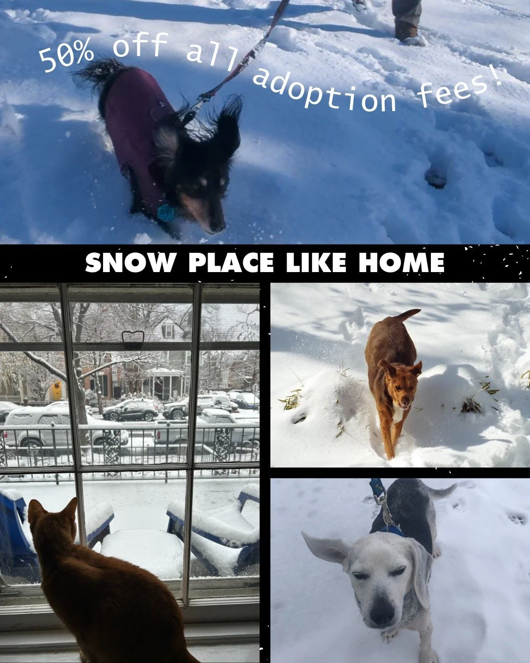 Still not sure a furry friend belongs in your snow day plans?
These RAL staff pets are here to remind you that snow is better with paws. ❄️🐶🐱

It&rsquo;s all part of our Snow Place Like Home adoption special, with 50% off adoption fees through Frid