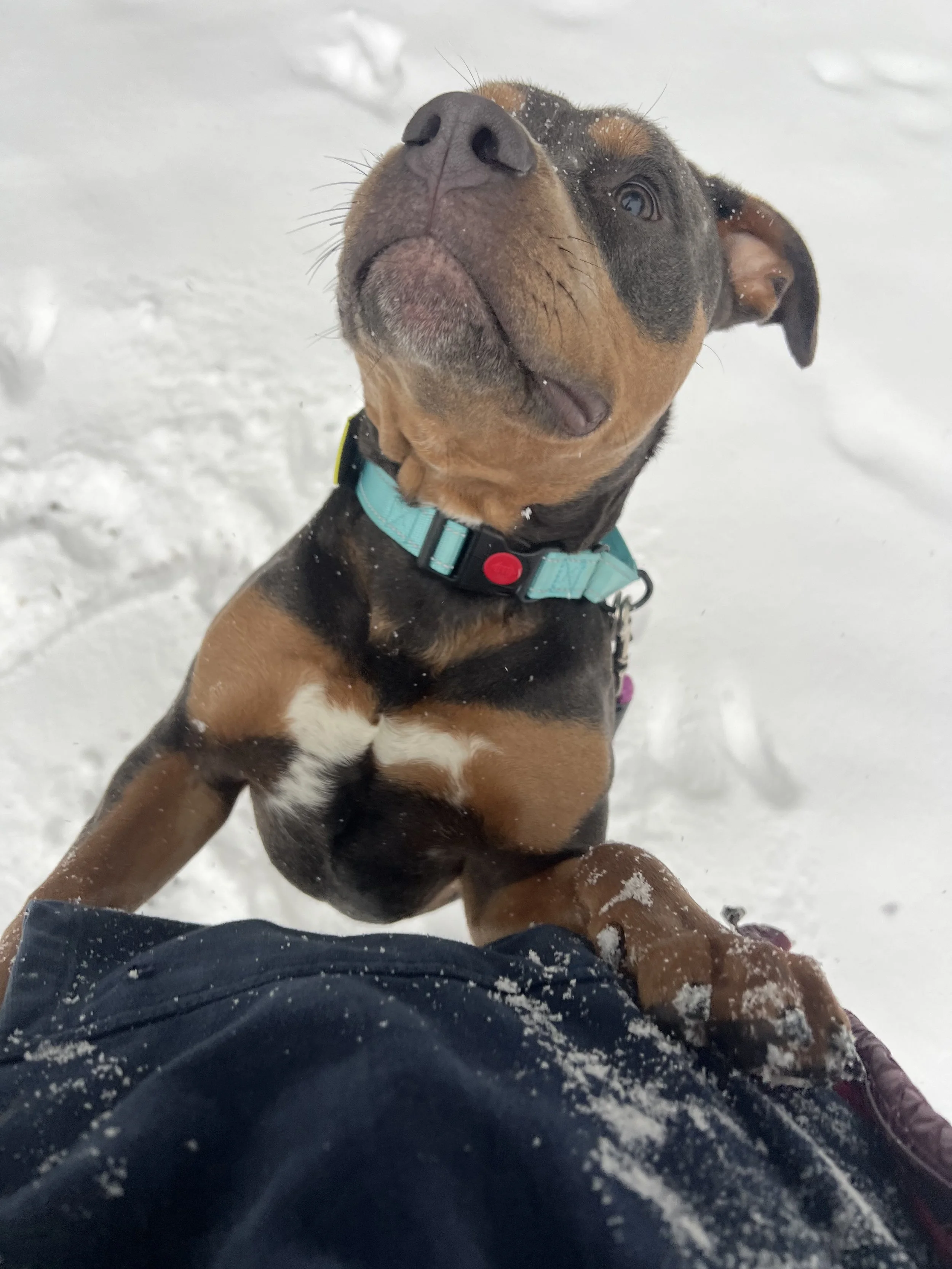 Winter Storm Prep and Pet Safety: Helping Your Pets Weather the Snow