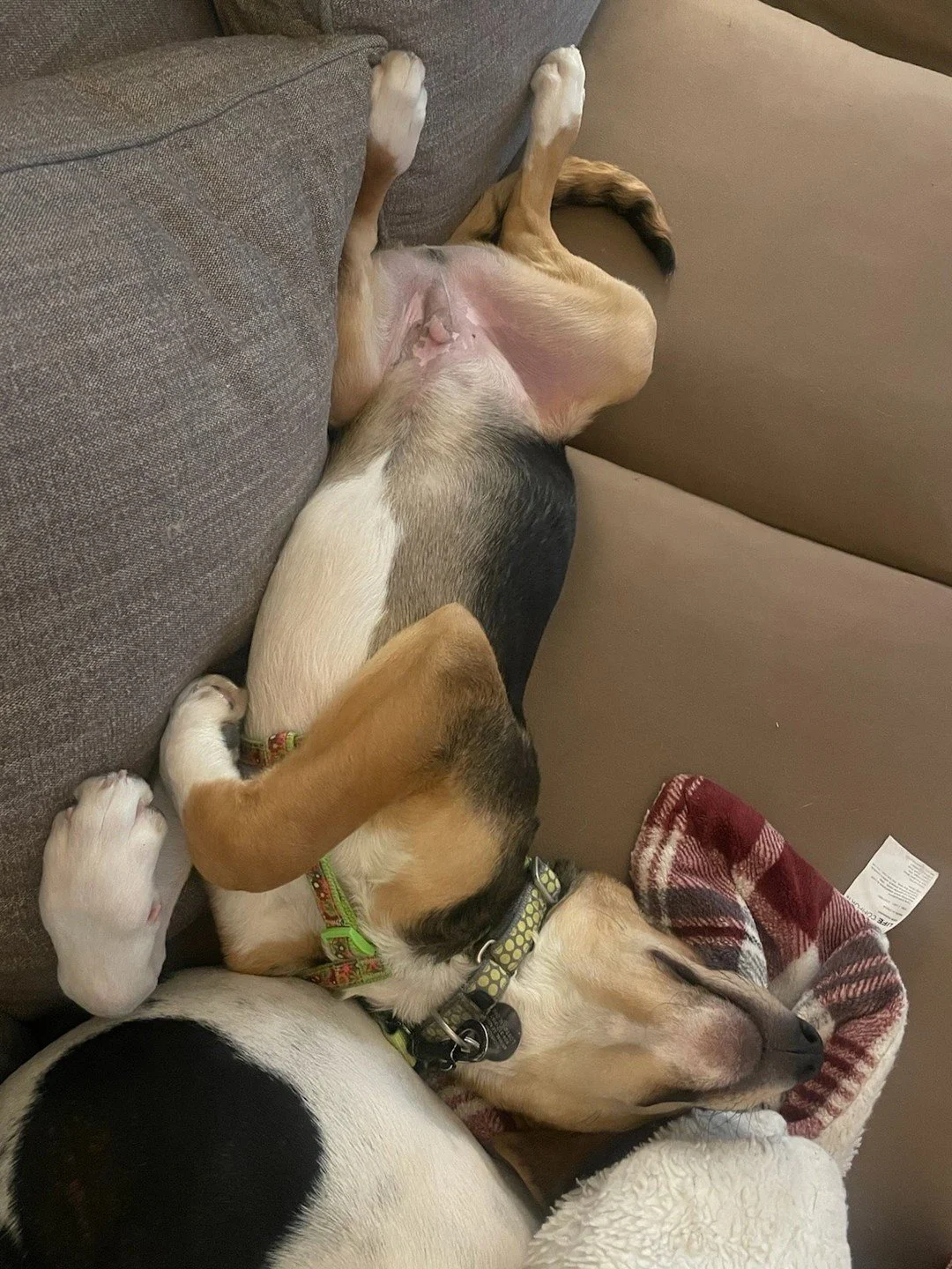 Due to the winter weather, we will continue to have some schedule changes to keep our staff, volunteers, and pets safe:

❄️ RAL&rsquo;s Shelter &amp; The Loving Spay+Neuter Clinic will be closed on Monday.
❄️ Cat crew shifts are cancelled through Wed