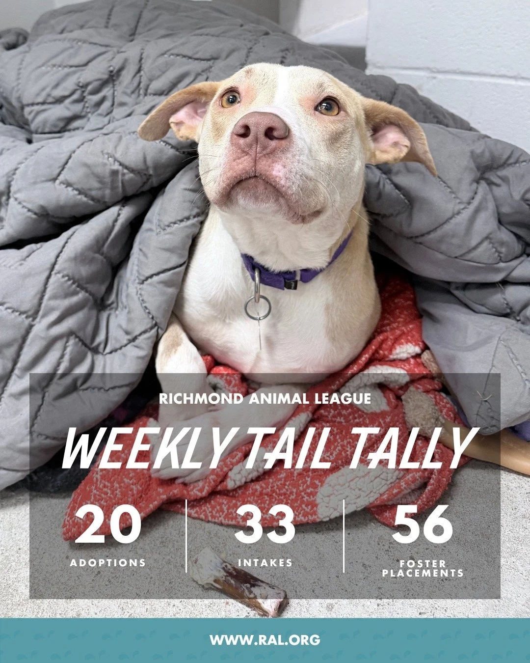 It&rsquo;s Weekly Tail Tally Time!
Here&rsquo;s how last week shaped up at RAL:

🏠 20 pets found loving homes
&bull; 14 cats
&bull; 6 dogs

🐾 33 new pets welcomed at RAL
&bull; 16 cats
&bull; 17 dogs

🏘️ 56 pets went to foster homes
&bull; 27 cats