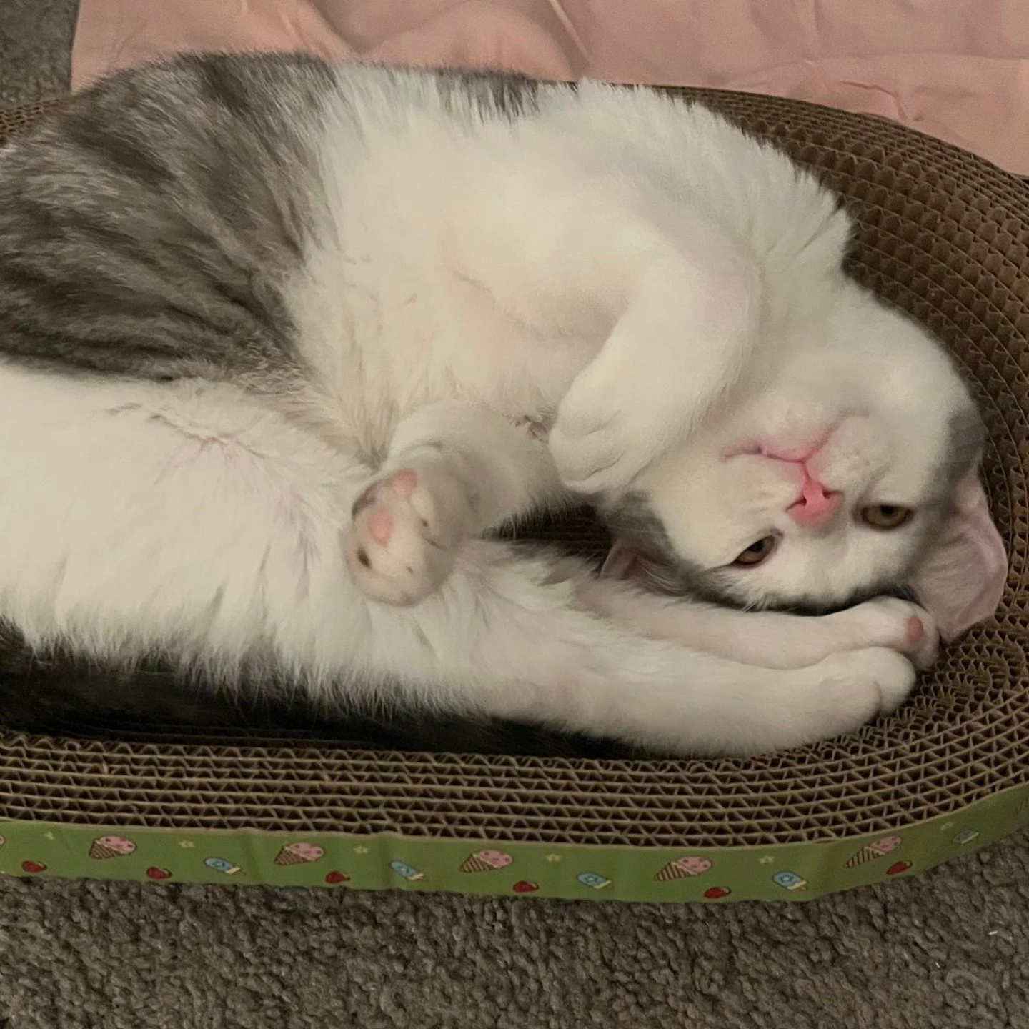 Due to low temperatures and freezing conditions overnight, RAL&rsquo;s shelter and the Loving Spay+Neuter Clinic will be closed tomorrow, Tuesday, January 26. Clinic staff are reaching out to everyone who's appointments are affected by this change.

