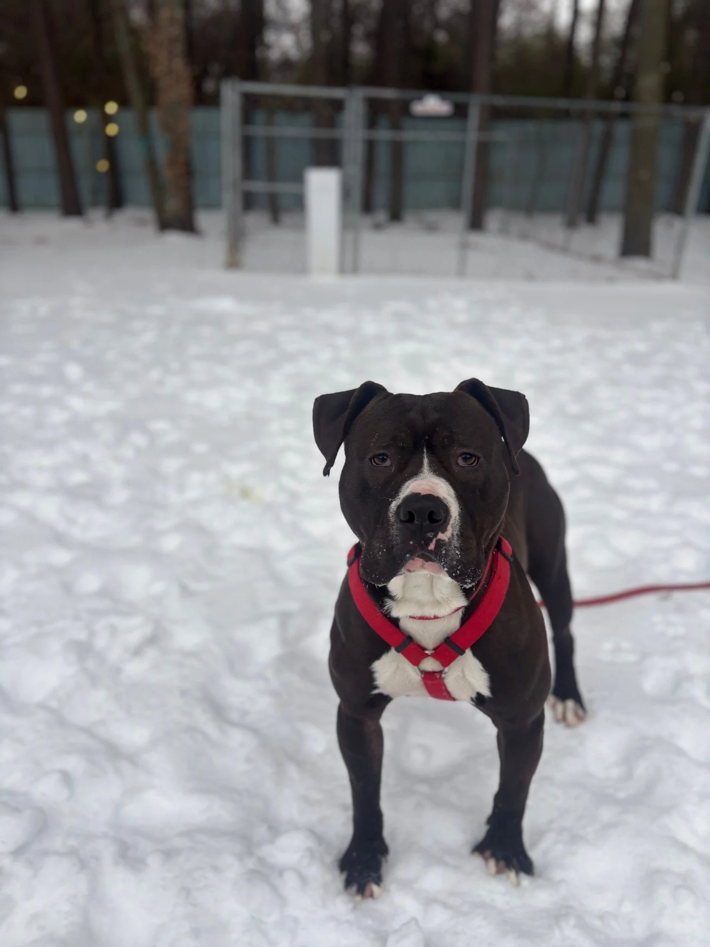 Some dogs enjoy the snow, and some are Thomas.

We hope your pets are enjoying these snow days as much as the rest of the RAL dogs.

(Thomas actually does enjoy the snow, he just prefers to look personally wronged by it first)

#richmondanimalleague 