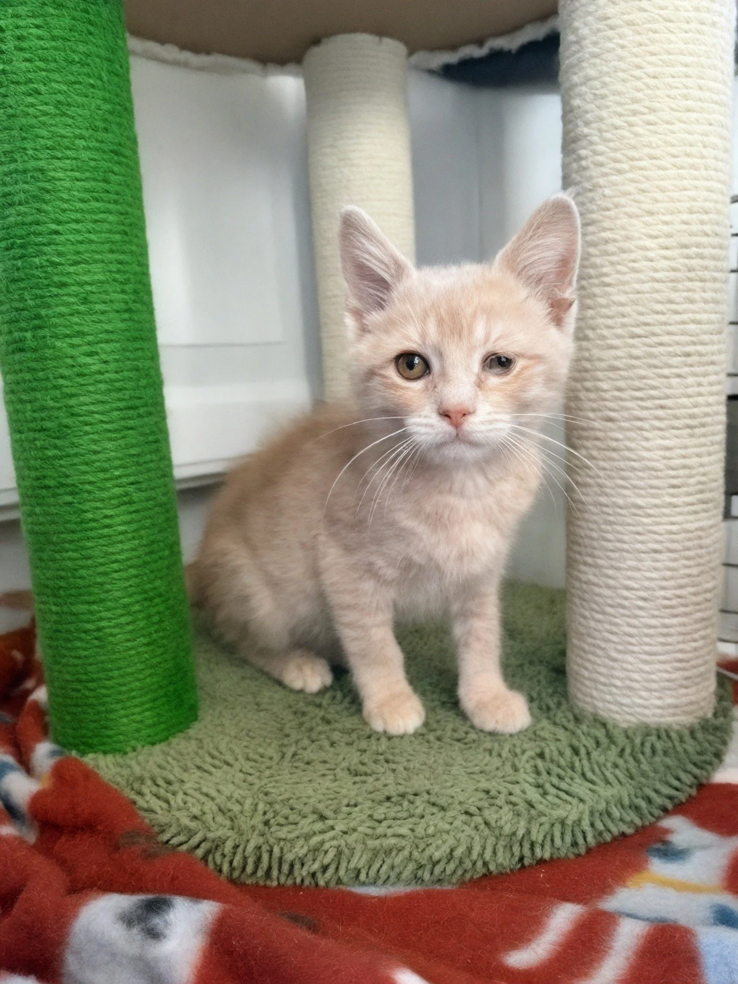 Oh hamburgers. 🧡
Meet Butters.

Butters is a sweet, snuggly, playful kitten with a big personality and an even bigger purr. He loves being held, happily chases toys, and has a signature &ldquo;about to wink at you&rdquo; look that makes everyone fal