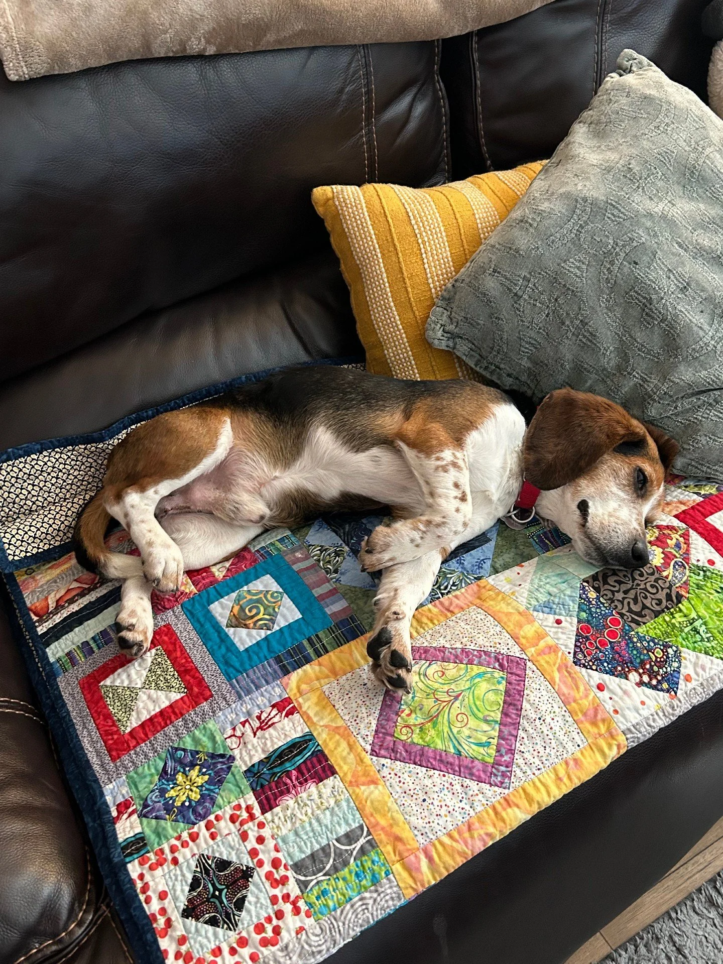 Captain Underpants has been enjoying these snow days and "working" from home, but it's time to get the shelter back open!

❄️ RAL's shelter will be OPEN for normal adoption hours (3 - 6pm) tomorrow, Thursday January 29.
❄️ The Loving Spay+N