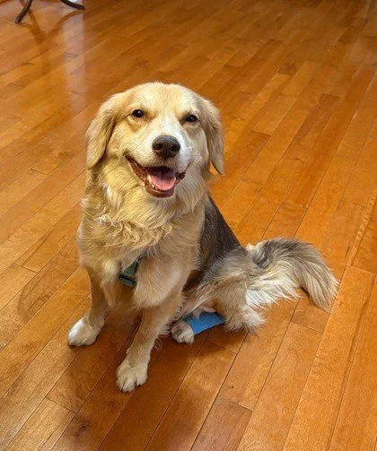 Still dealing with icy roads in your hood? That&rsquo;s okay, you can still find a new furry friend. 🧡

If getting out to the shelter feels like a stretch right now, our foster pets are a great place to start. Because they&rsquo;re spending time in 