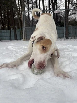 If your idea of a perfect day includes adventure and couch time, Lulu is ready to sign up.

Lulu brings big energy, a bigger heart, and a whole lot of loyalty to the people she loves. She is the kind of dog who is all in. Whether that looks like expl