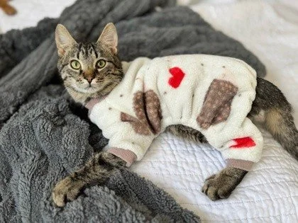 Meet Popcorners 🍿🐾

This little guy has been through more than most kittens his age, and you&rsquo;d never know it from the way he&rsquo;s thriving now. After a serious injury that led to the amputation of his right front leg, Popcorners has bounce