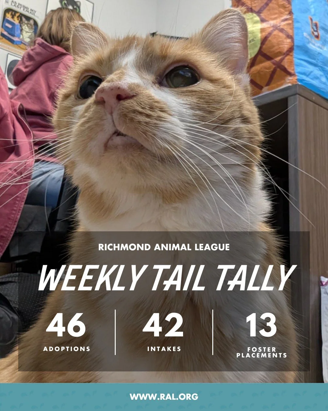 It&rsquo;s Weekly Tail Tally Time!
Despite the outside temps, things are heating up again at RAL:

🏠 46 pets found loving homes
&bull; 21 cats
&bull; 25 dogs

🐾 42 new pets welcomed at RAL
&bull; 24 cats
&bull; 18 dogs

🏘️ 13 pets headed to foster