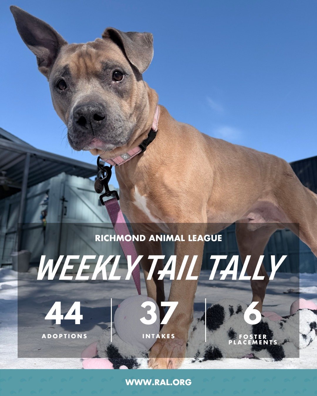 It&rsquo;s Weekly Tail Tally Time!
Here&rsquo;s a look at how last week came together at RAL:

🏠 44 pets found loving homes
&bull; 17 cats
&bull; 27 dogs

🐾 37 new pets welcomed at RAL
&bull; 18 cats
&bull; 19 dogs

🏘️ 6 pets headed to foster home