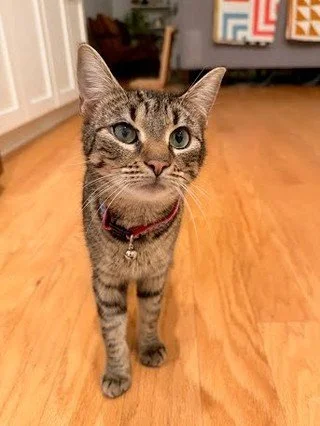 ✨ Meet Your New Little Supervisor ✨

If you&rsquo;re looking for a calm, gentle cat who prefers observation over chaos, Maggie Leigh might be your perfect match.

In her foster home, she&rsquo;s been around toddlers and young kids and handles it beau