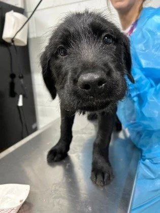 🐶 PUPPY DROP 🐶

We&rsquo;ve got puppies ready for loving homes and they are bringing the zoomies, the wiggles, and those irresistible puppy eyes.

Most of these pups are around 3 months old, which means lots of growing, lots of learning, and person