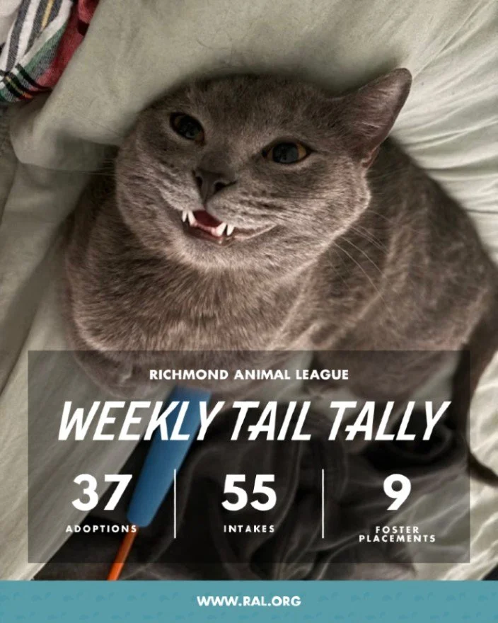 It&rsquo;s Weekly Tail Tally Time!
Here&rsquo;s a look at how things added up at RAL last week:

🏠 37 pets found loving homes
&bull; 16 cats
&bull; 21 dogs

🐾 55 new pets welcomed at RAL
&bull; 23 cats
&bull; 32 dogs

🏘️ 9 foster placements
&bull;