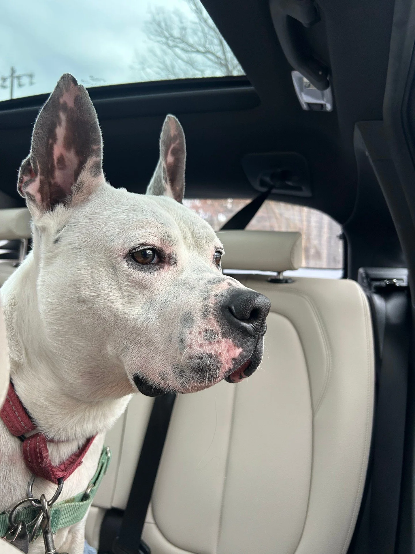 Okay but can we talk about these ears for a second? 👂👂

Bolt hears a treat bag open from three zip codes away. He hears you thinking about going on a walk. He hears the words &ldquo;good boy&rdquo; before you even say them.

And he shows up for it.